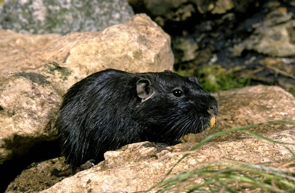 Rat Coruro spalacopus cyanus — Photo