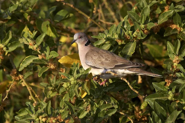 Tourterelle Pleureuse streptopelia megfejtése — Stock Fotó