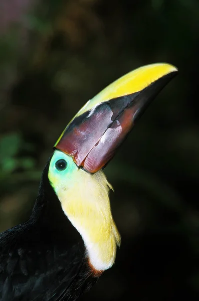 Toucan de Swainson rampos swainsonii — 스톡 사진