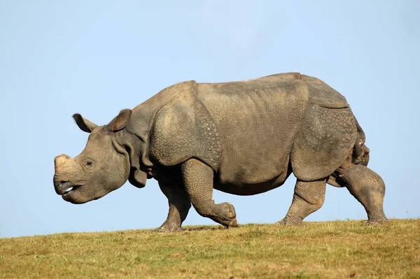 RHINOCEROS INDIEN rhinoceros unicornis — Stock Photo, Image