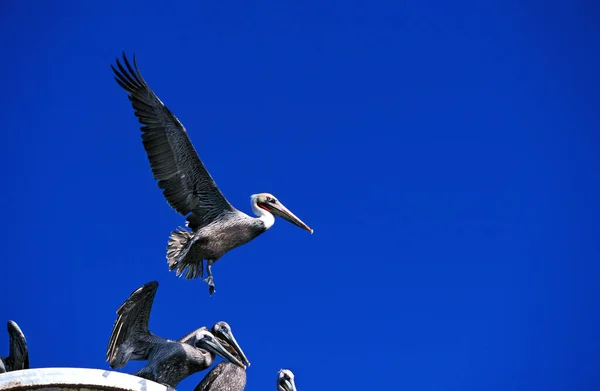 Pelican Brun pelecanus occidentalis —  Fotos de Stock