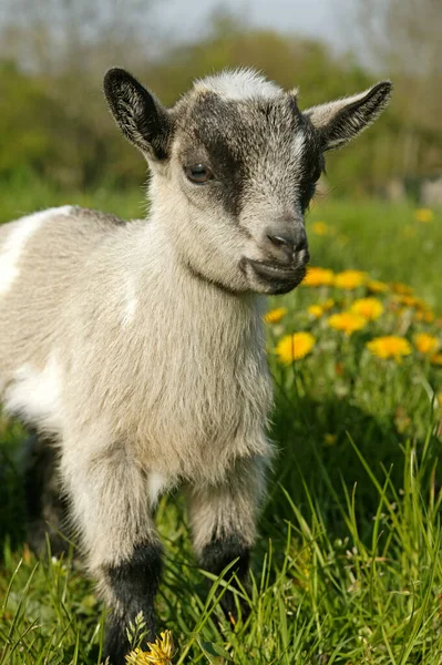 Chevre Naine capra hircus — Fotografia de Stock