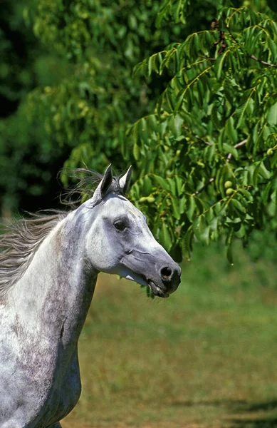 Pur hat arabe gesungen — Stockfoto