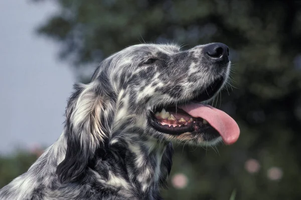 Setter Anglais — Stock fotografie