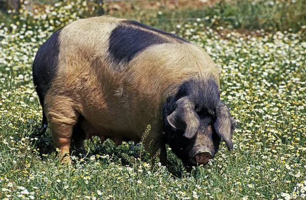 Cochon Limousin — Zdjęcie stockowe