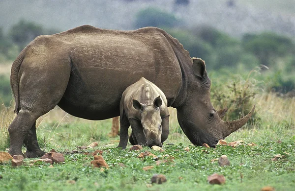 Rhinocéros blanc ceratotherium simum — Photo