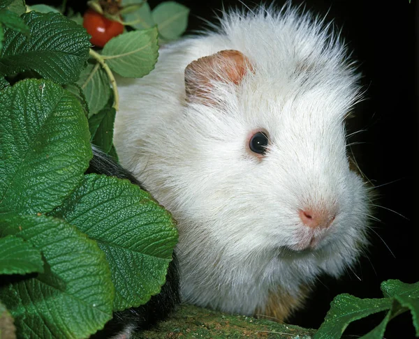 Cobaye A Poil Frise cavia porcellus — Fotografia de Stock