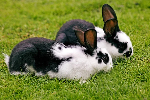 Lapin Geant Papillon Francais — Stockfoto