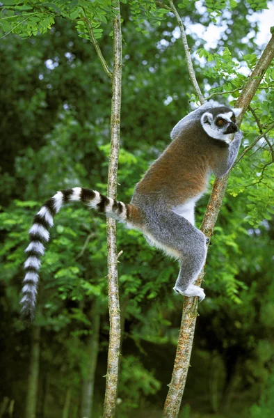 Maki Catta lemur catta — 图库照片