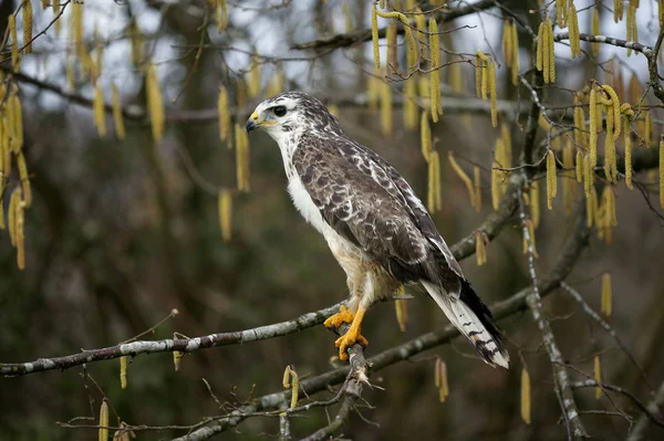 Buse Variabele buteo buteo — Stockfoto