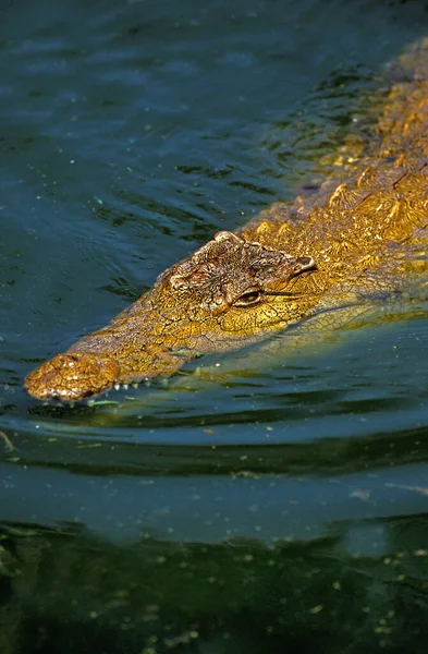 Crocodile Du Nil crocodylus niloticus — 图库照片
