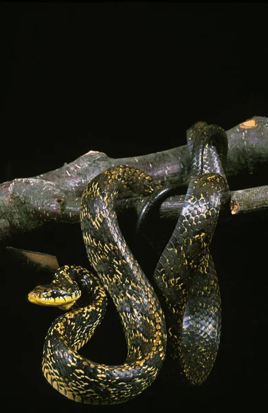 Serpente Des Poulaillers spilotes pullatus — Fotografia de Stock