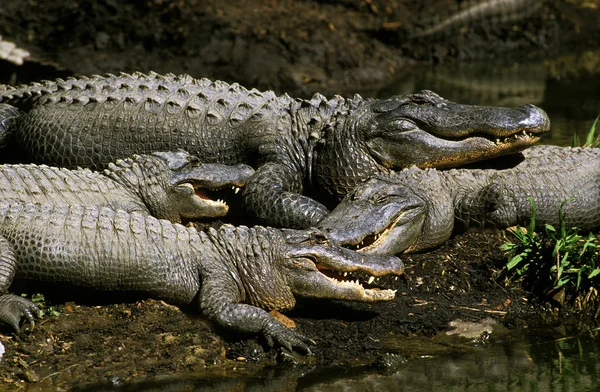 Krokodil-Marin-Krokodylus porosus — Stockfoto