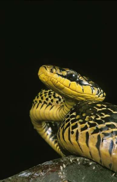 Serpente Des Poulaillers spilotes pullatus — Fotografia de Stock