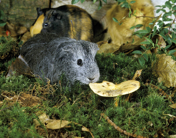 COBAYE DOMESTIQUE A POIL LONG cavia porcellus