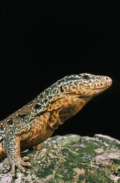 Palluma de callopistas de Teju — Foto de Stock