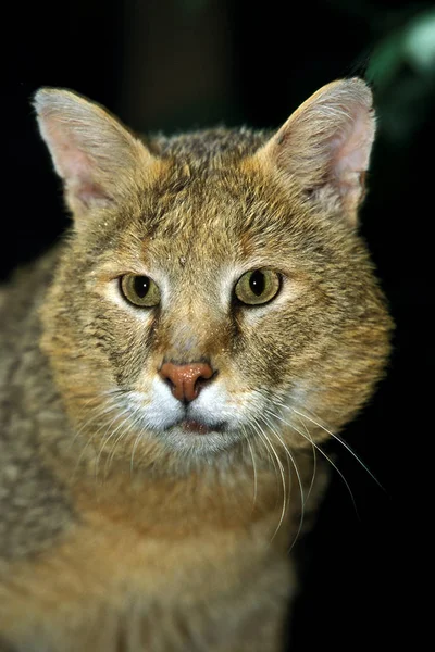 Chat Des Marais felis chaus — Stockfoto