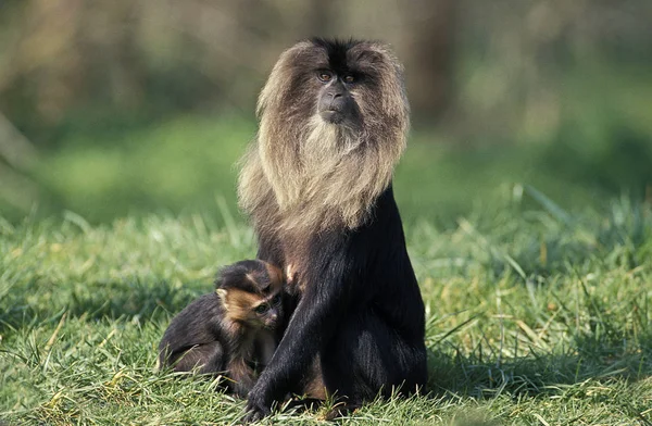 Macaque Ouanderou macaca silenus — Stockfoto