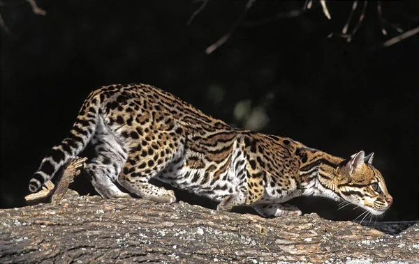 Ocelot leopardus pardalis — Stockfoto