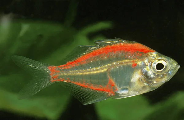 POISSON DE VERRE chanda ranga colore — Foto Stock