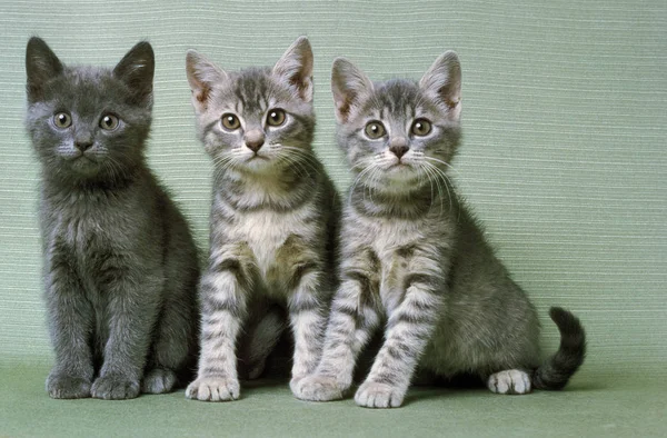 EUROPEEN SILVER TABBY — Stock Photo, Image