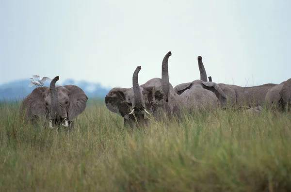 Olifant D 'Afrique loxodonta africana — Stockfoto