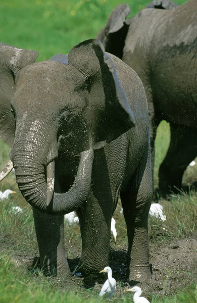 Słoń D 'Afrique loxodonta africana — Zdjęcie stockowe
