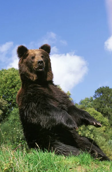 O nosso BRUN ursus arctos — Fotografia de Stock