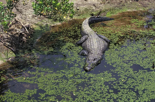 Alligator Amerikanischer Alligator mississipiensis — Stockfoto