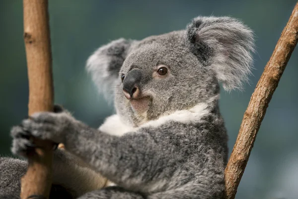 Koala phascolarctos cinereus — Stock Fotó