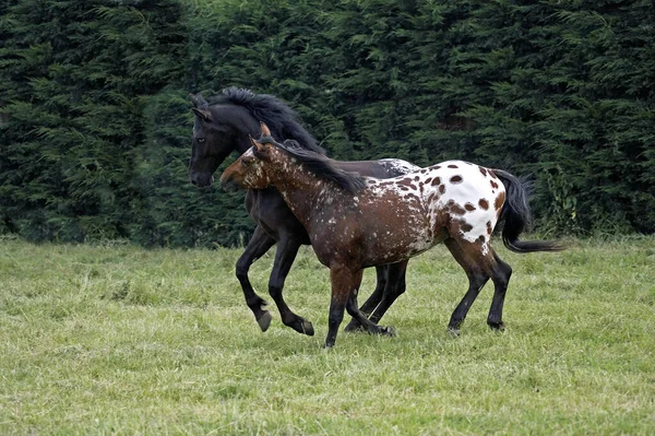 Appaloosa — Zdjęcie stockowe