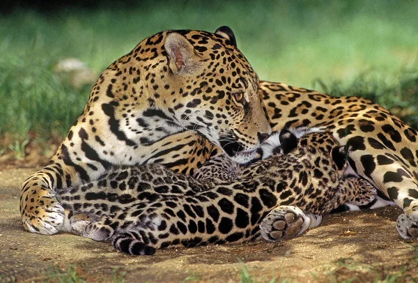 Jaguar Panthera onca — Stok fotoğraf