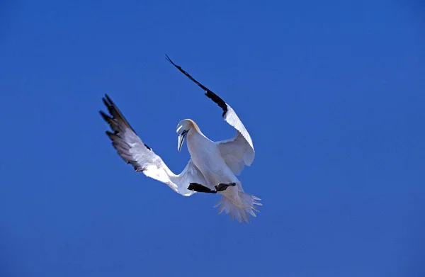 Fou De Bassan morus bassanus — Stockfoto