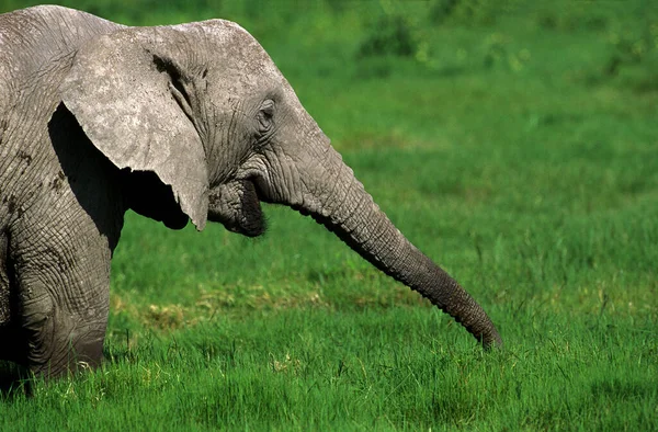 Afrikanischer Elefant loxodonta africana — Stockfoto