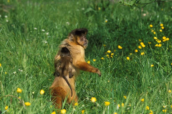 Sapajou Apelle cebus apella — Stockfoto