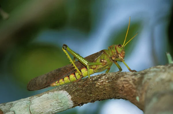 Sauterelle. — Foto de Stock