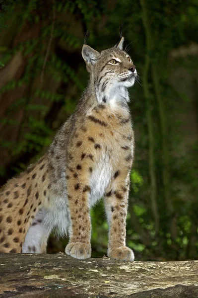 Lynx Boreal felis lynx — 图库照片