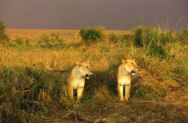 LION D 'AFRIQUE panthera leo — стоковое фото