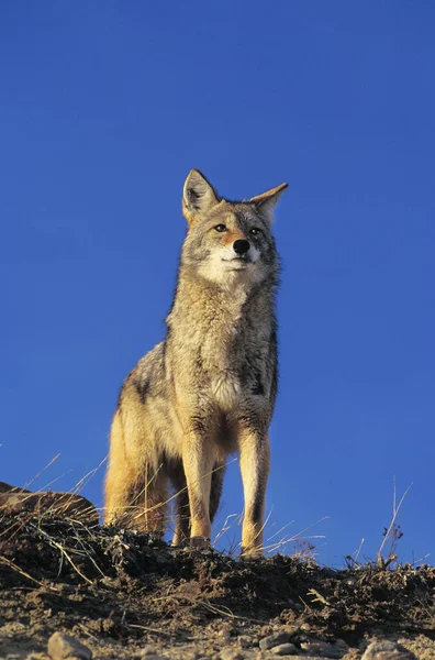 COYOTE canis latrans — Stock Photo, Image