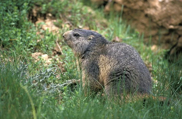MARMMITE DES ALPES marmota marmota — стоковое фото