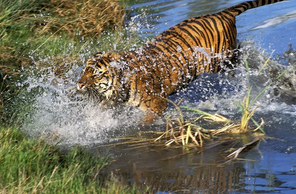 Tigre De Sumatra panthera tigris sumatrae — Stockfoto