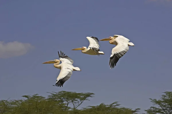 Pelican Blanc pelecanus onocrotalus — Foto de Stock