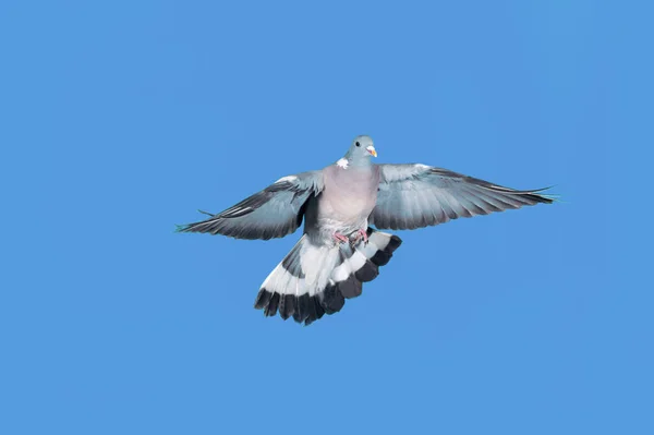 Pigeon Ramier columba palumbus — стокове фото