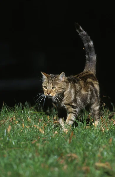 TABBY DE BROWN EUROPEO —  Fotos de Stock