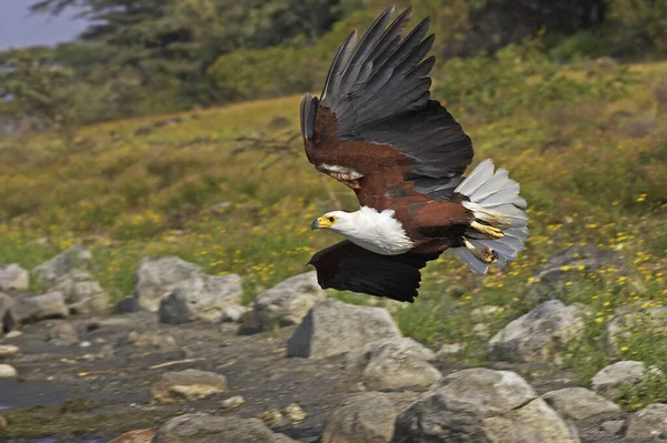 Aigle Pecheur D 'Afrique haliaeetus vocifer — Stok fotoğraf