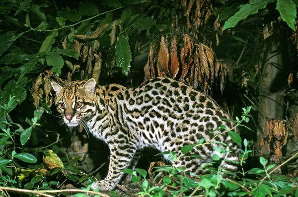오슬로 Leopardus Pardalis — 스톡 사진