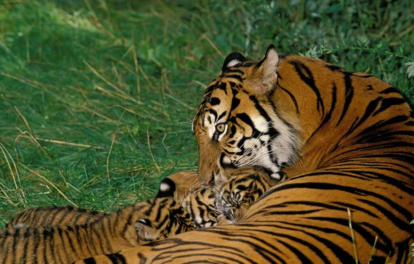 TIGRE DE SUMATRA Panthera เสือสุมาตรา — ภาพถ่ายสต็อก