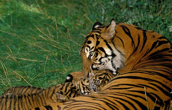 Tigre De Sumatra tigris panthera sumatrae — Fotografia de Stock