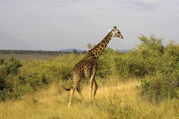 GIRAFE DE ROTHSCHILD jirafa camelopardalis rothschildi — Foto de Stock