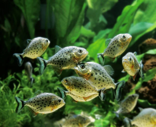 Piranha serrasalmus piraya — Foto de Stock